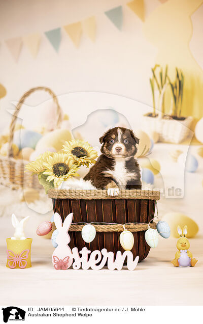 Australian Shepherd Welpe / Australian Shepherd Puppy / JAM-05644