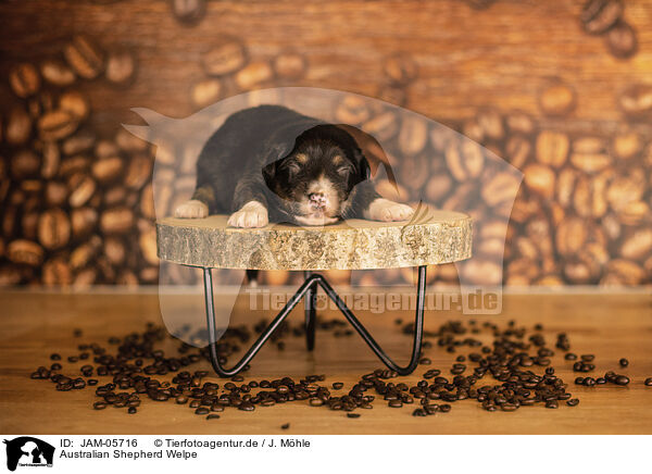 Australian Shepherd Welpe / Australian Shepherd Puppy / JAM-05716