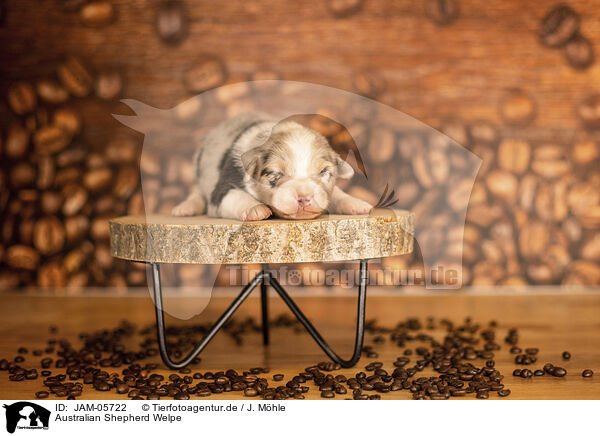 Australian Shepherd Welpe / Australian Shepherd Puppy / JAM-05722