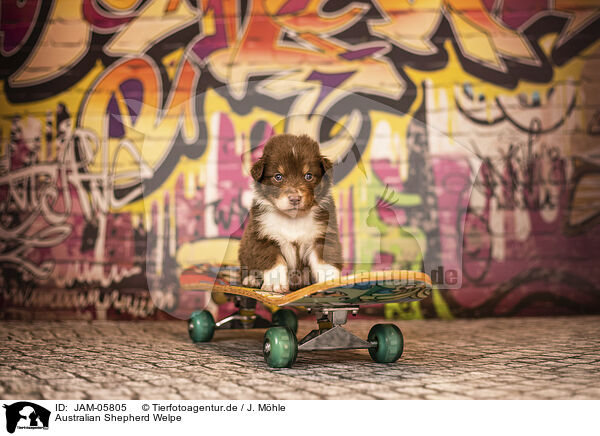 Australian Shepherd Welpe / Australian Shepherd Puppy / JAM-05805