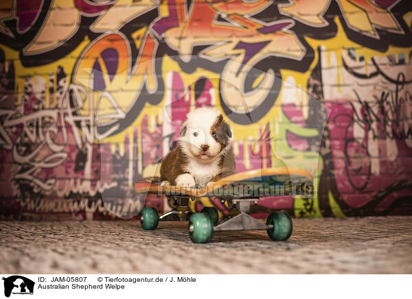 Australian Shepherd Welpe / Australian Shepherd Puppy / JAM-05807