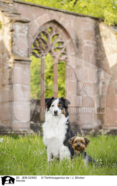 Hunde / dogs / JEB-02962