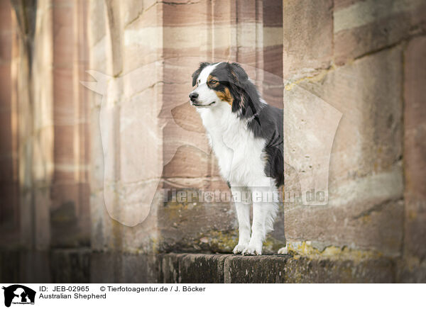 Australian Shepherd / Australian Shepherd / JEB-02965
