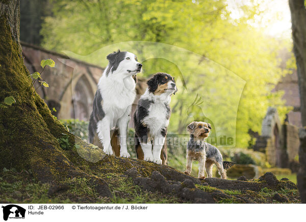 Hunde / dogs / JEB-02966