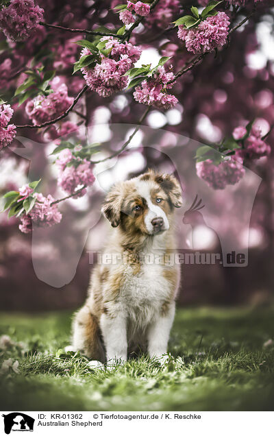 Australian Shepherd / Australian Shepherd / KR-01362