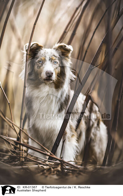 Australian Shepherd / Australian Shepherd / KR-01367