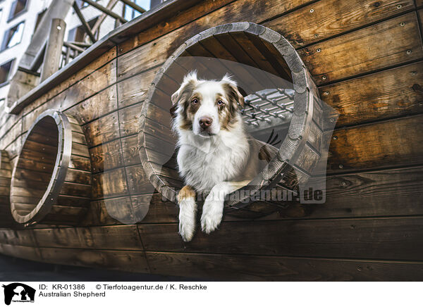 Australian Shepherd / Australian Shepherd / KR-01386