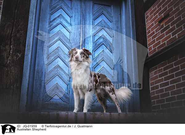 Australian Shepherd / Australian Shepherd / JQ-01959