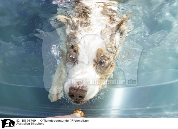 Australian Shepherd / Australian Shepherd / BS-08769