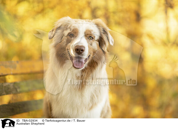Australian Shepherd / Australian Shepherd / TBA-02934
