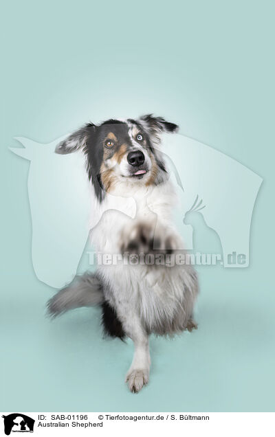 Australian Shepherd / Australian Shepherd / SAB-01196