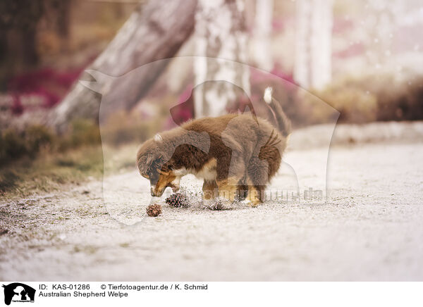 Australian Shepherd Welpe / Australian Shepherd Puppy / KAS-01286