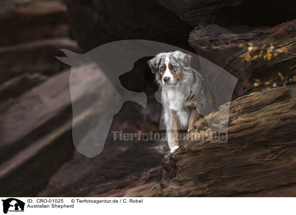 Australian Shepherd / Australian Shepherd / CRO-01025