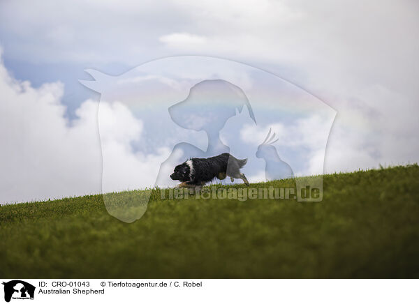 Australian Shepherd / Australian Shepherd / CRO-01043