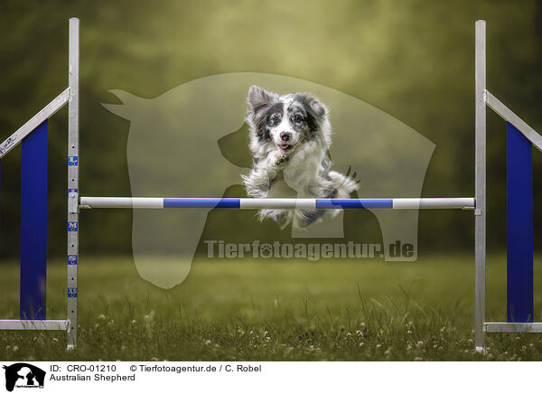 Australian Shepherd / Australian Shepherd / CRO-01210