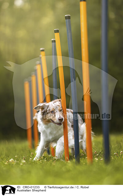 Australian Shepherd / CRO-01233