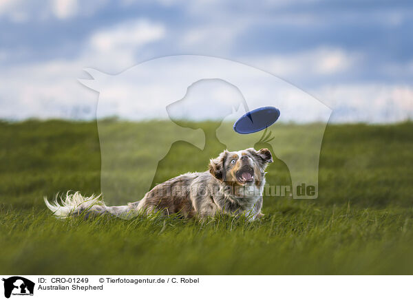 Australian Shepherd / CRO-01249