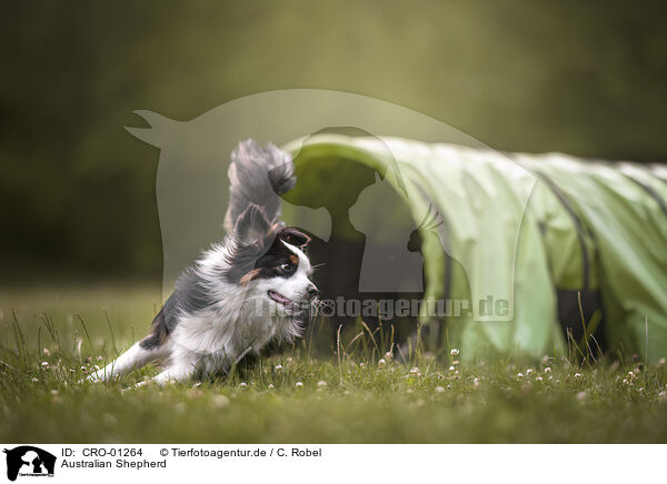 Australian Shepherd / Australian Shepherd / CRO-01264