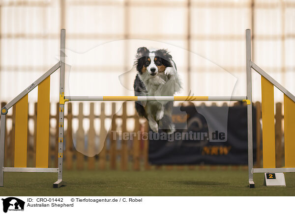Australian Shepherd / Australian Shepherd / CRO-01442