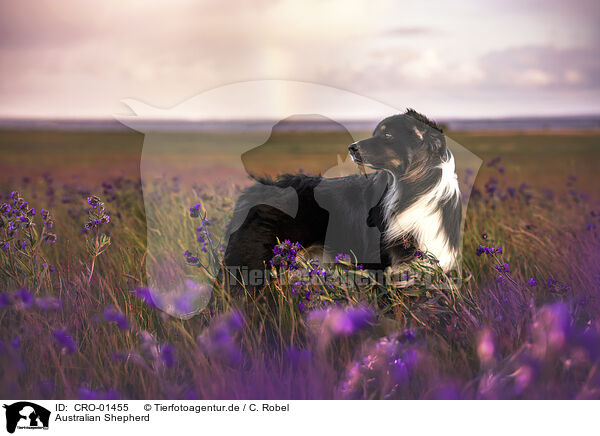 Australian Shepherd / Australian Shepherd / CRO-01455