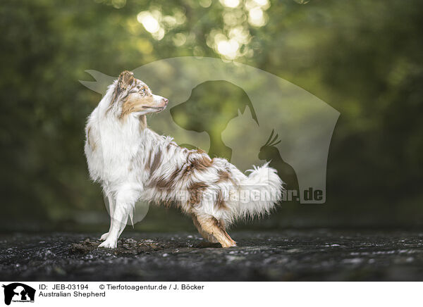 Australian Shepherd / Australian Shepherd / JEB-03194