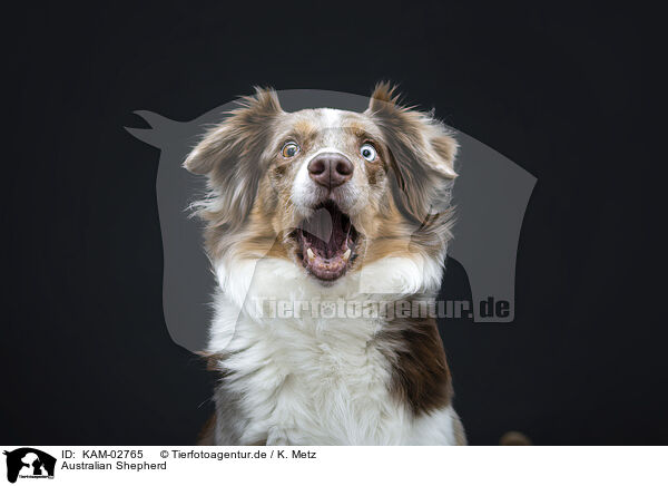 Australian Shepherd / KAM-02765