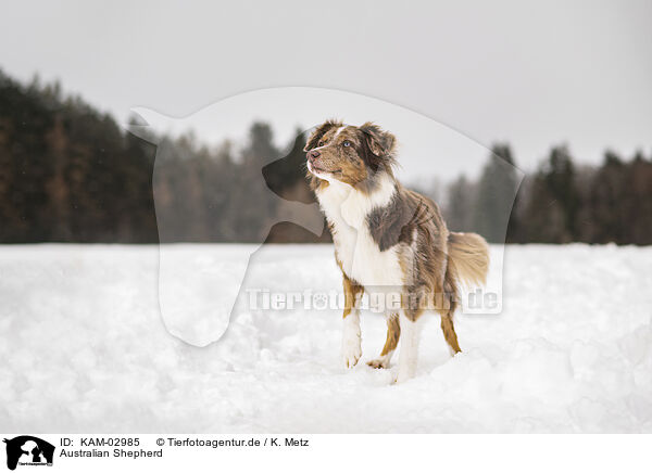 Australian Shepherd / Australian Shepherd / KAM-02985