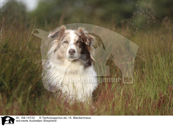 red-merle Australian Shepherd / red-merle Australian Shepherd / KB-14722