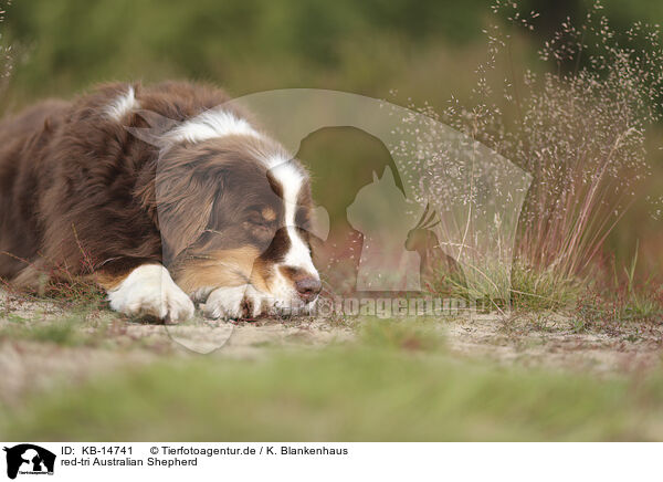 red-tri Australian Shepherd / red-tri Australian Shepherd / KB-14741