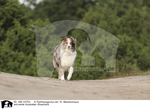 red-merle Australian Shepherd / red-merle Australian Shepherd / KB-14753
