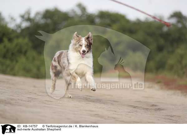 red-merle Australian Shepherd / red-merle Australian Shepherd / KB-14757