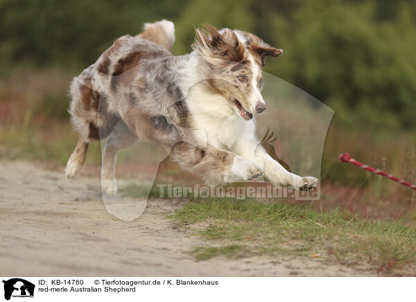 red-merle Australian Shepherd / red-merle Australian Shepherd / KB-14760