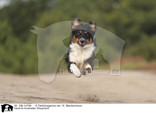 black-tri Australian Shepherd / black-tri Australian Shepherd / KB-14766