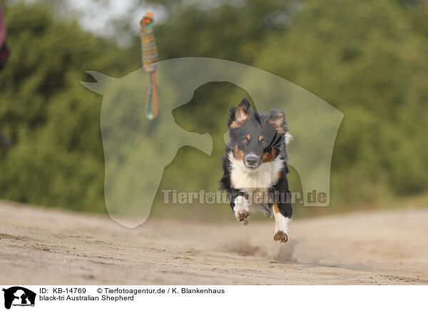 black-tri Australian Shepherd / black-tri Australian Shepherd / KB-14769