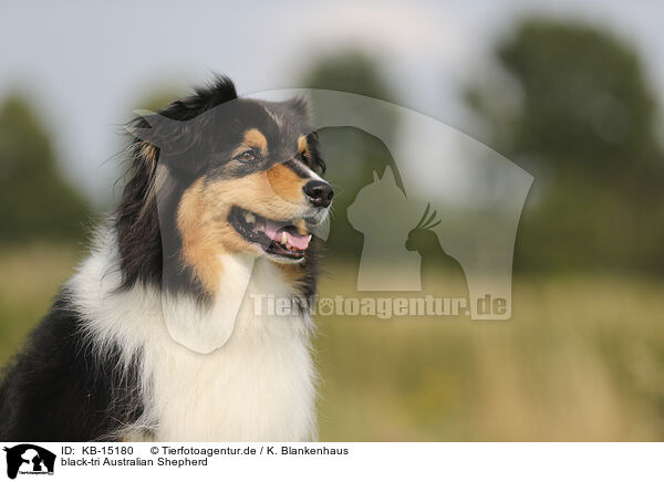 black-tri Australian Shepherd / black-tri Australian Shepherd / KB-15180