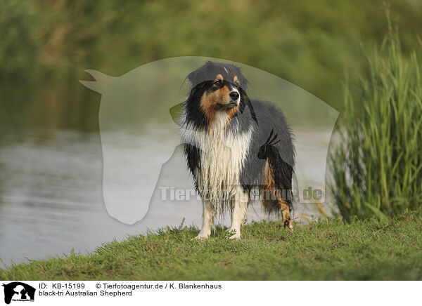 black-tri Australian Shepherd / KB-15199