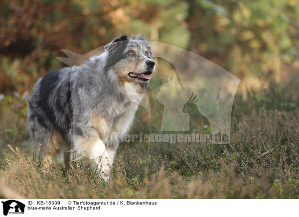 blue-merle Australian Shepherd / blue-merle Australian Shepherd / KB-15339