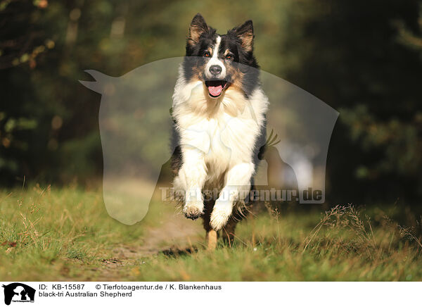 black-tri Australian Shepherd / black-tri Australian Shepherd / KB-15587