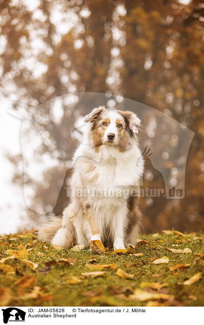 Australian Shepherd / Australian Shepherd / JAM-05828
