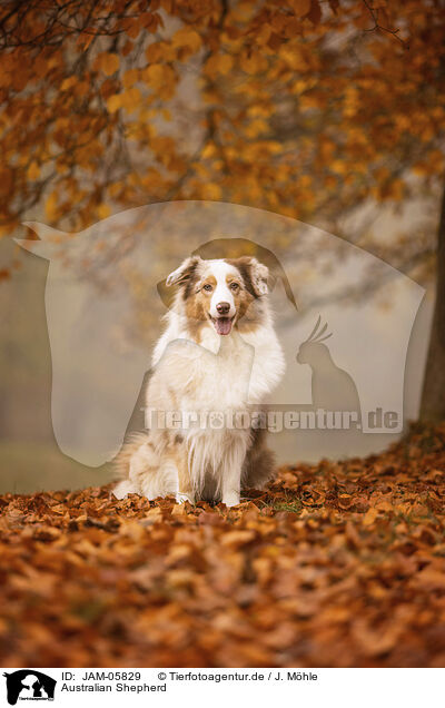Australian Shepherd / Australian Shepherd / JAM-05829