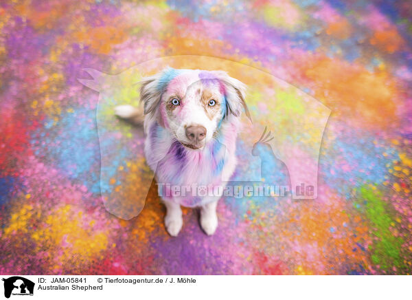 Australian Shepherd / JAM-05841