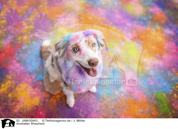 Australian Shepherd / JAM-05843