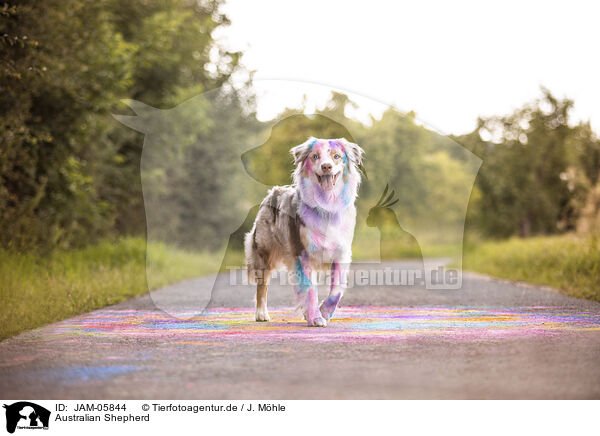 Australian Shepherd / JAM-05844