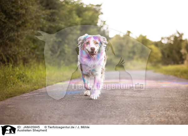 Australian Shepherd / Australian Shepherd / JAM-05845