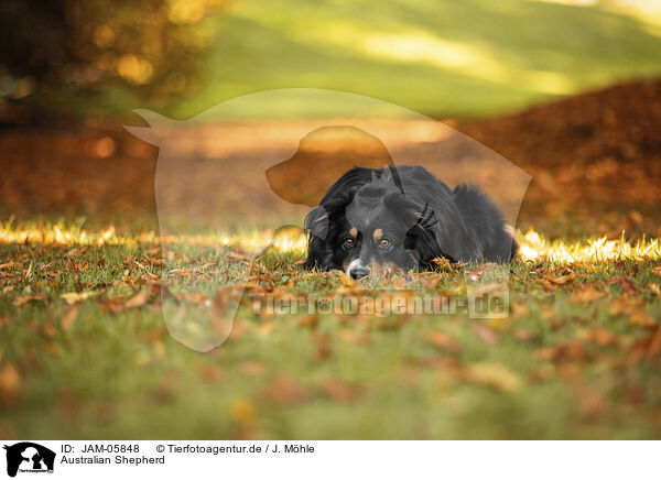 Australian Shepherd / Australian Shepherd / JAM-05848
