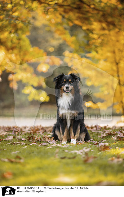 Australian Shepherd / Australian Shepherd / JAM-05851