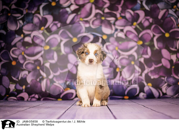 Australian Shepherd Welpe / Australian Shepherd puppy / JAM-05858