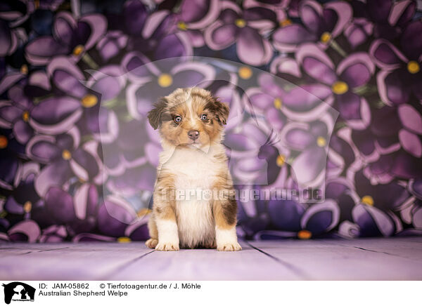 Australian Shepherd Welpe / Australian Shepherd puppy / JAM-05862