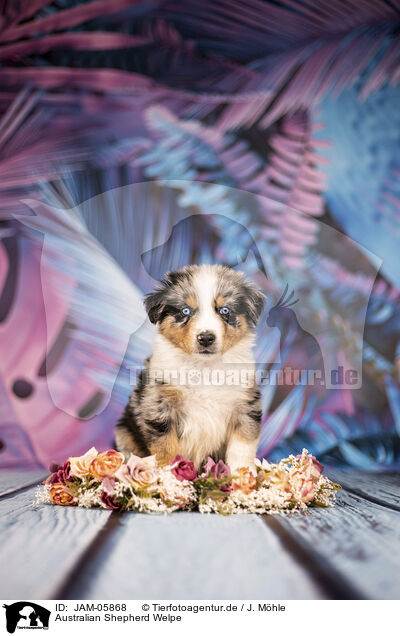 Australian Shepherd Welpe / Australian Shepherd puppy / JAM-05868