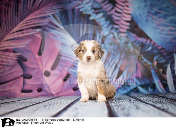 Australian Shepherd Welpe / Australian Shepherd puppy / JAM-05874